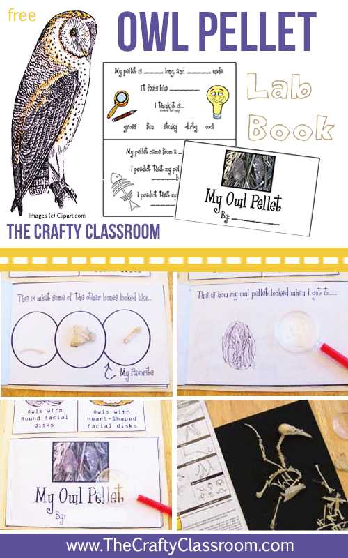 Owl Pellet Dissection Worksheet and Virtual Owl Pellet Dissection Worksheet Worksheet Math for Kids