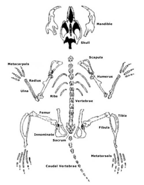 Owl Pellet Dissection Worksheet or 30 Best Owl Pellet Dissection Images On Pinterest