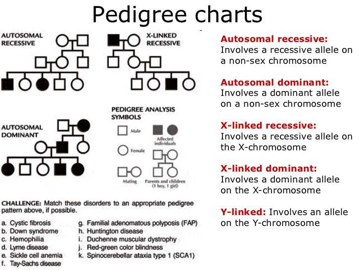 Pedigree Charts Worksheet Answers together with Pedigree Worksheets the Best Worksheets Image Collection