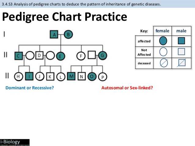 Pedigree Practice Problems Worksheet with Pedigree Practice Worksheets Worksheets for All