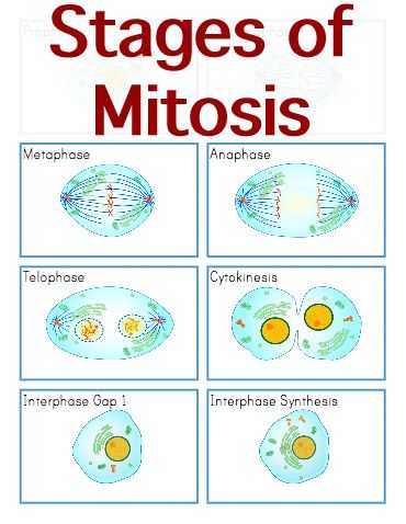 Phases Of Meiosis Worksheet Along with 55 Best Mitosis & Meiosis Images On Pinterest