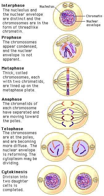 Phases Of Meiosis Worksheet Along with Unit 3 Chapter 10 Sections 1 & 2 Lyon Science Mvs