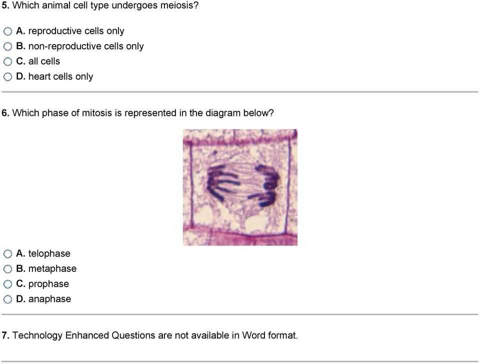Phases Of Meiosis Worksheet Also 1 when New Cells are formed Through the Process Of Mitosis the