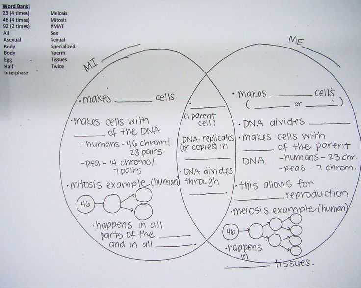 Phases Of Meiosis Worksheet Also 62 Best Biology Cell Division Images On Pinterest