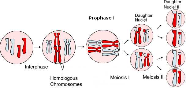 Phases Of Meiosis Worksheet as Well as Cell Division Mitosis and Meiosis