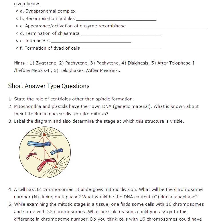 Phases Of Meiosis Worksheet as Well as Important Questions for Class 11 Biology Chapter 10 Cell Cycle and