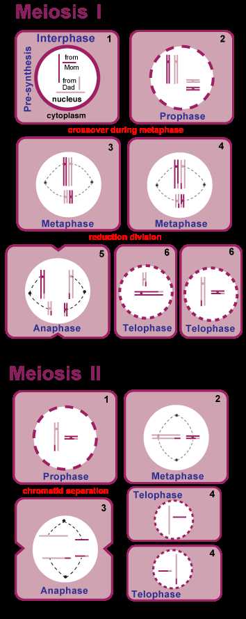 Phases Of Meiosis Worksheet together with Meiosis is A 2 Stage Process In Meiosis I the Diploid Cell Divides