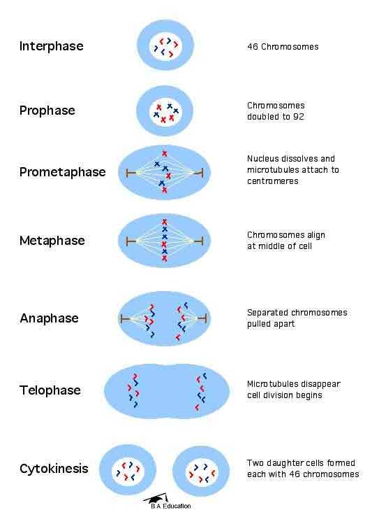 Phases Of Meiosis Worksheet with 13 Best Cell Division Images On Pinterest