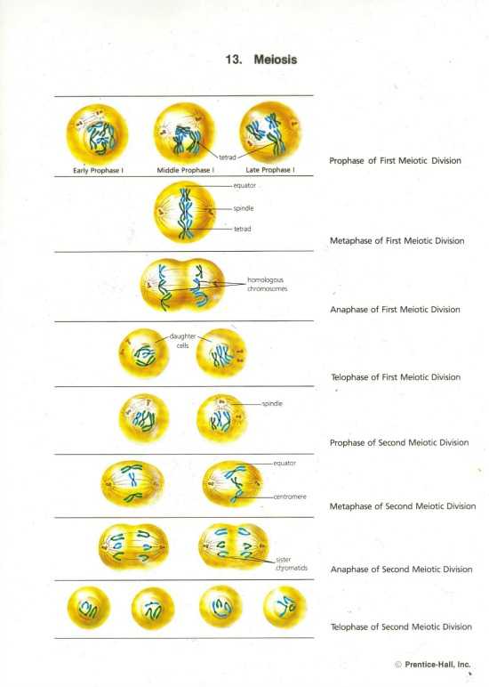 Phases Of Meiosis Worksheet with Cell Division Binary Fission Mitosis Meiosis & Cancer