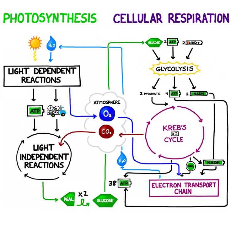 Photosynthesis Diagrams Worksheet Answers Also 22 Best Diagrams Images On Pinterest