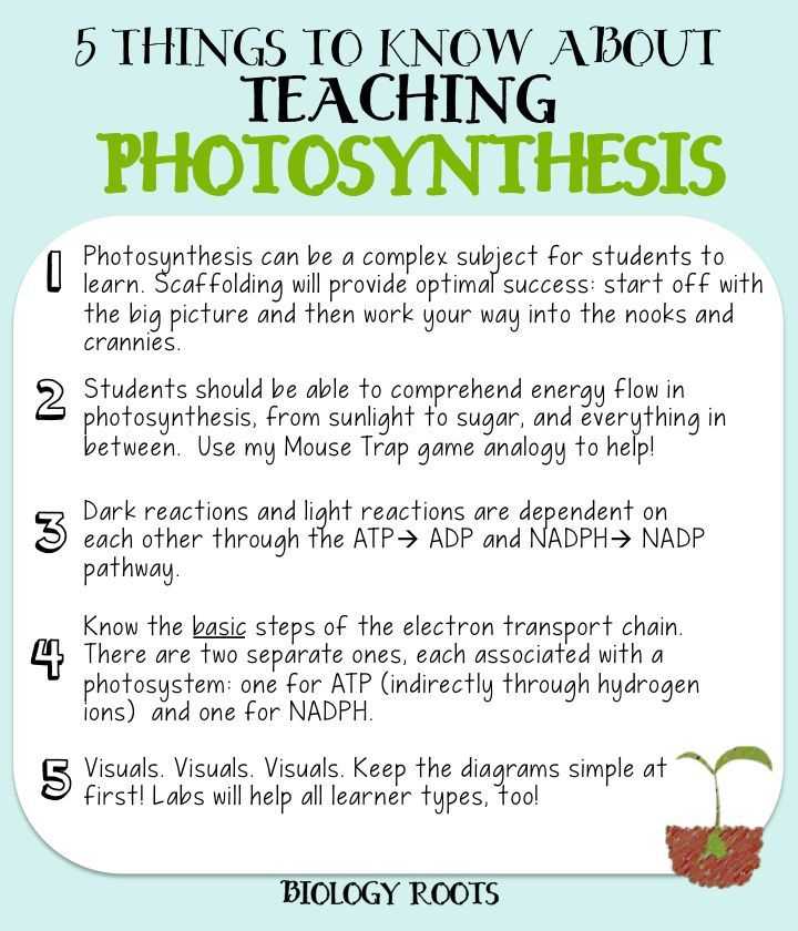 Photosynthesis Diagrams Worksheet Answers or 164 Best Bio Cell Respiration & Synthesis Images On Pinterest