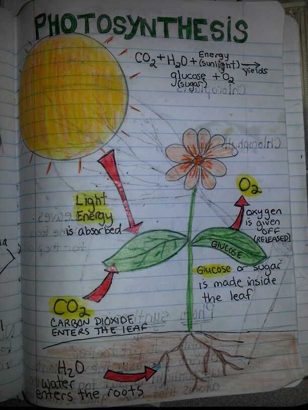 Photosynthesis Diagrams Worksheet Answers together with Synthesis Perfect Example Of A Diagram Students Could Do On A