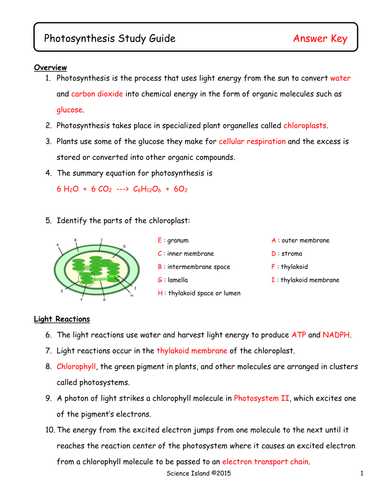 Photosynthesis Worksheet Answer Key with Synthesis Diagrams and Study Guide by Scienceisland Teaching