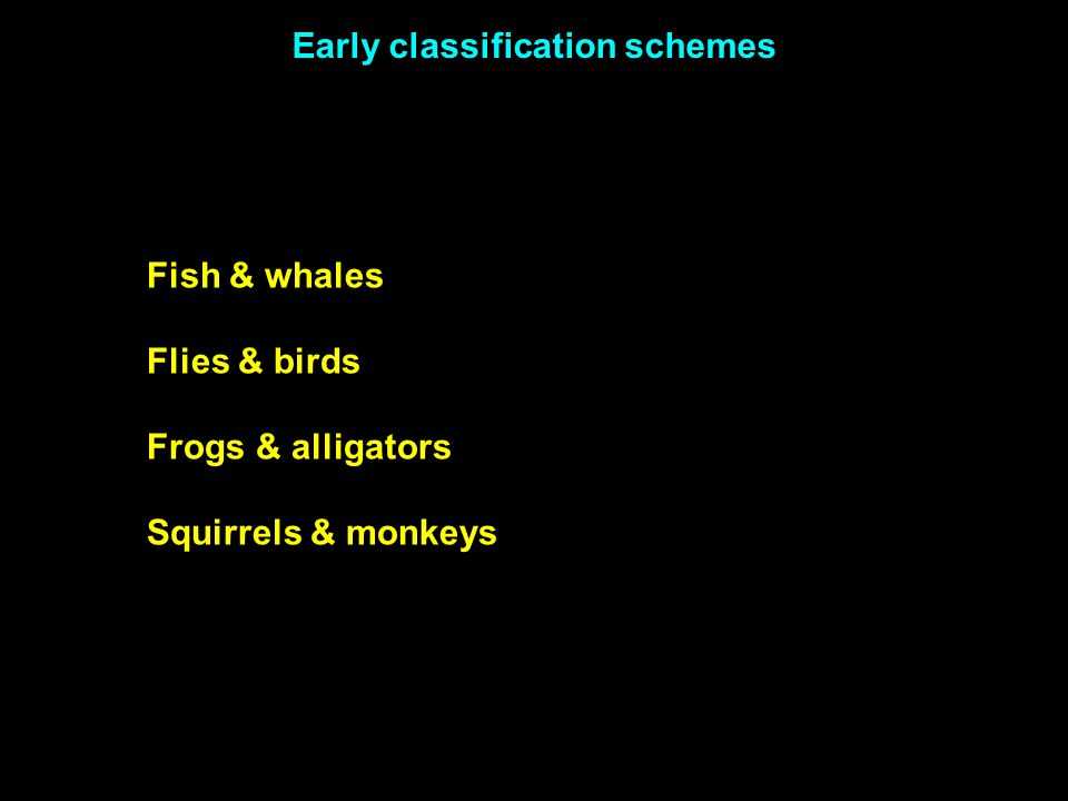 Phylogenetic Tree Worksheet and Classification and Phylogeny Early Classification Schemes Fish