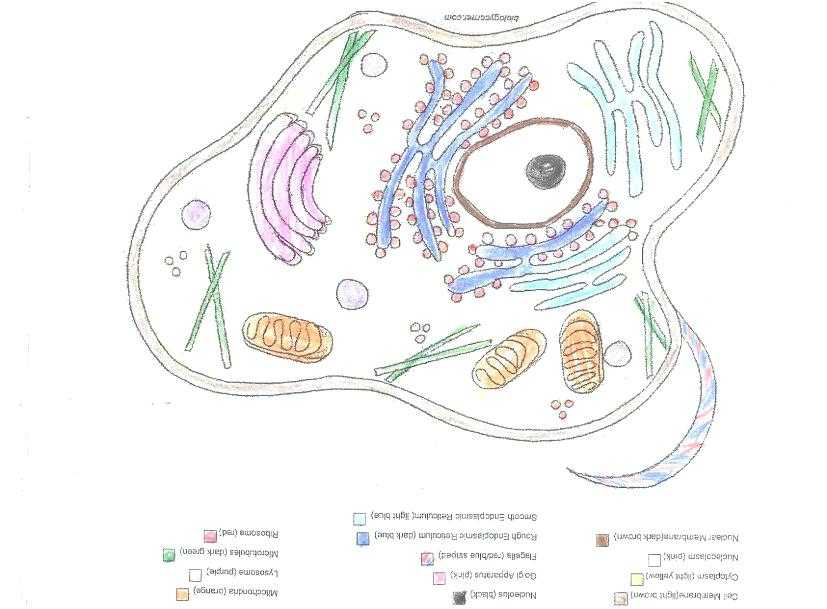 Plant Cell Coloring Worksheet Along with Animal Cell Coloring Worksheet Plant and Animal Cell Color and Label
