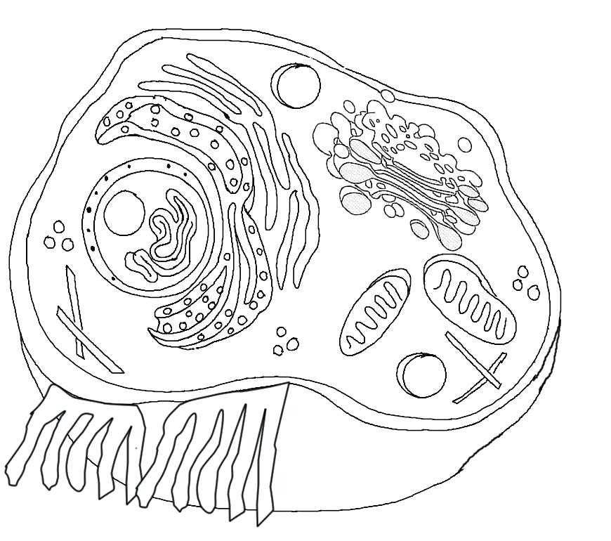 Plant Cell Coloring Worksheet Also Plant Cell Drawing at Getdrawings