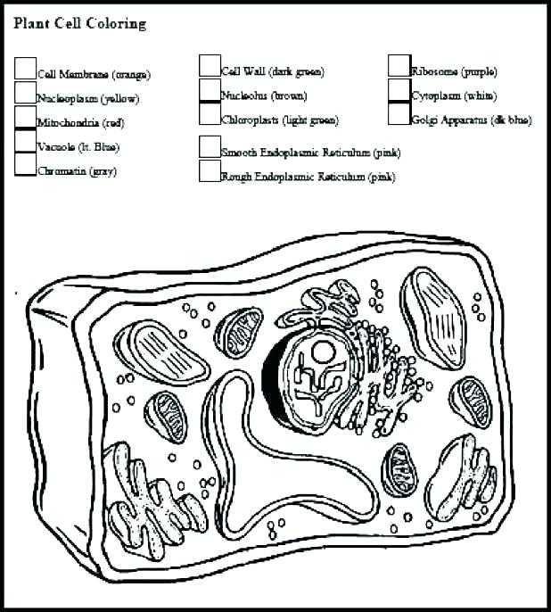 Plant Cell Coloring Worksheet and Plant Cell Coloring Answers Animal Page Biology Junction Key