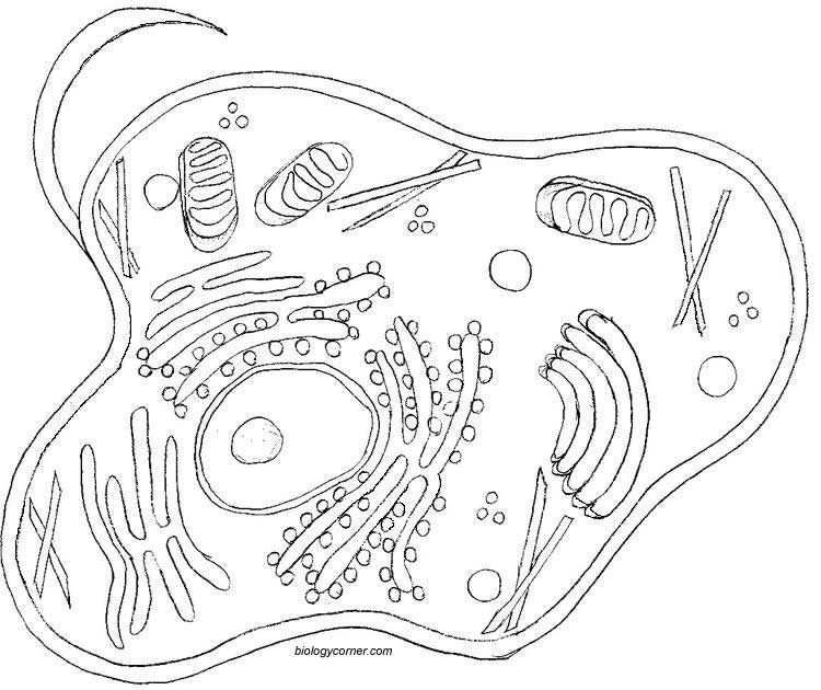 Plant Cell Coloring Worksheet Answers Along with Plant Cell Drawing at Getdrawings