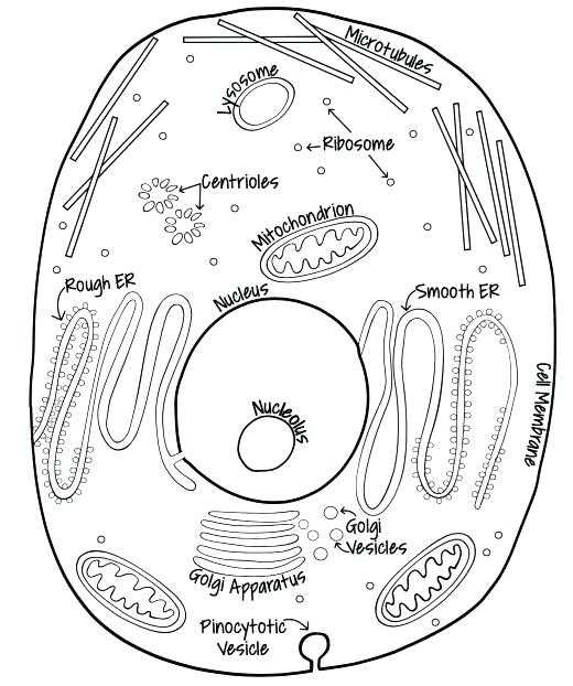 Plant Cell Coloring Worksheet Answers and Plant Cell Drawing at Getdrawings