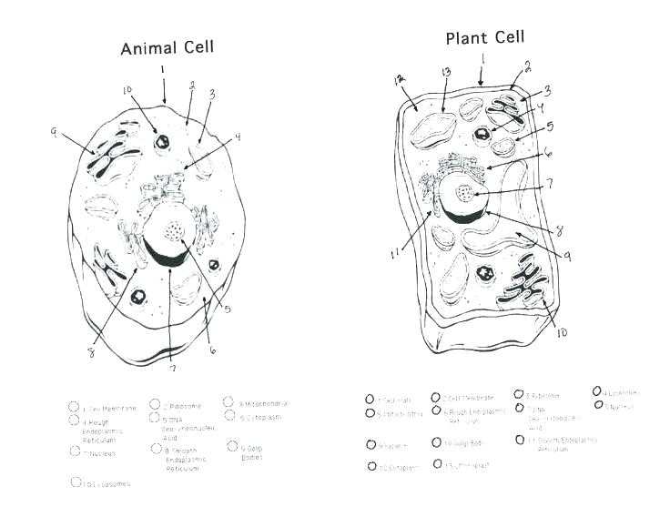 Plant Cell Coloring Worksheet Answers as Well as Animal Cell Coloring Worksheet Plant Cell Colori Worksheet Answers