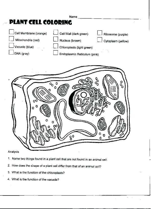 Plant Cell Coloring Worksheet Answers as Well as Plant Cell Coloring Answers – Benneedhamfo