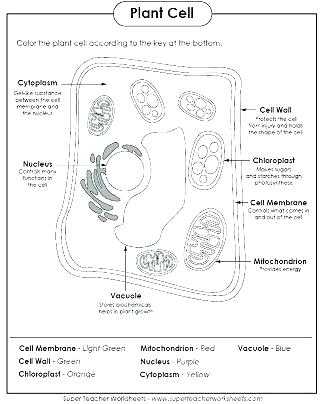 Plant Cell Coloring Worksheet Answers or Animal Cell Coloring Worksheet Cell Labeled Cell Parts Coloring