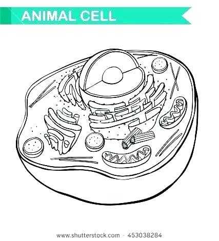Plant Cell Coloring Worksheet as Well as Plant Cell Coloring Answers Animal Page Biology Junction Key