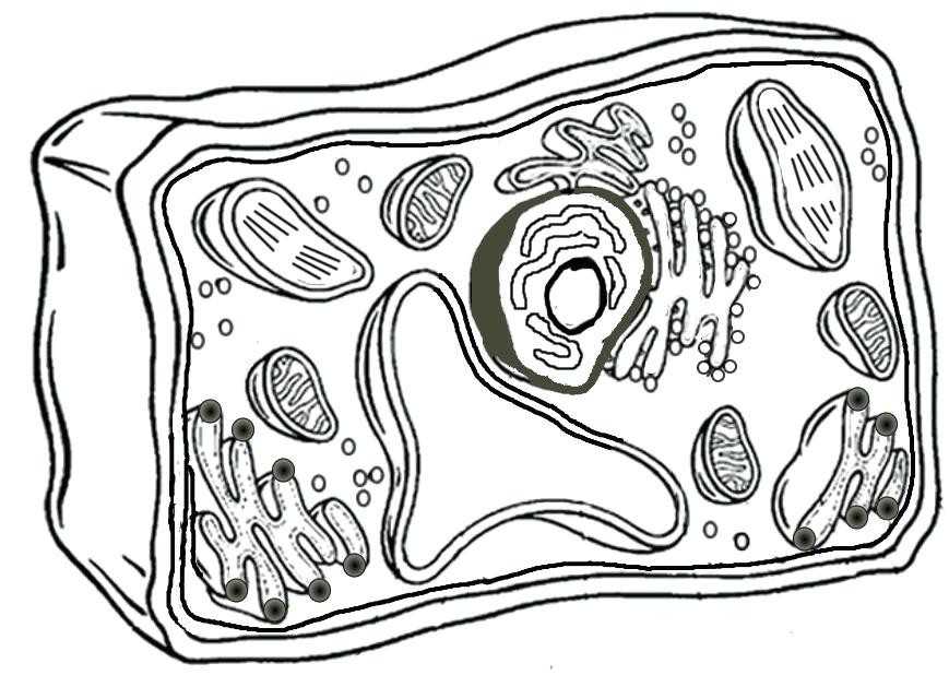 Plant Cell Coloring Worksheet Key Along with Animal Cell Coloring Page New Animal Cell Coloring Diagram Awesome