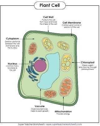Plant Cell Coloring Worksheet Key and Animal Cell Coloring Worksheet Cell Labeled Cell Parts Coloring