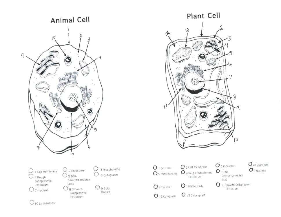 Plant Cell Coloring Worksheet Key together with Plant Cell Drawing at Getdrawings