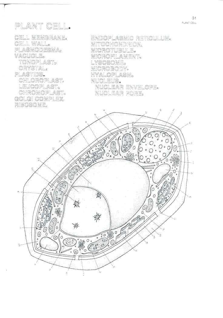 Plant Cell Coloring Worksheet Key with Plant Cell Coloring Answers – Benneedhamfo
