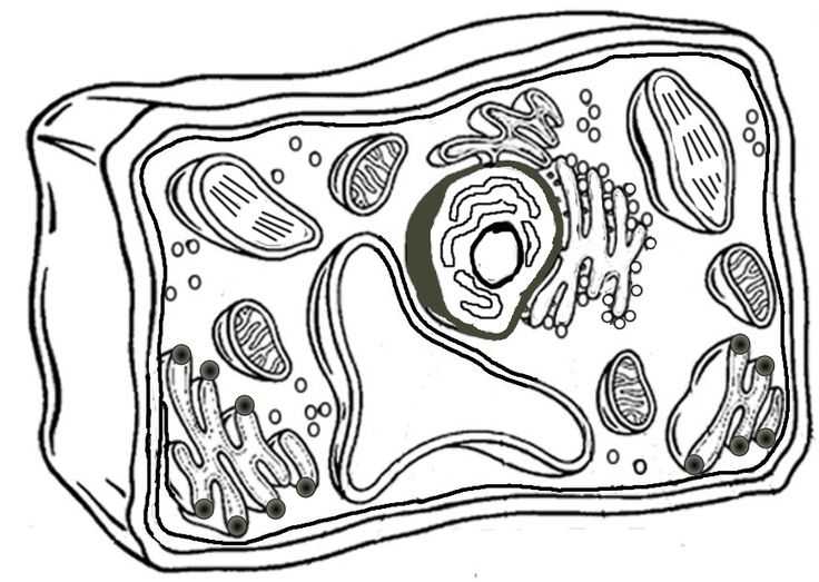 Plant Cell Coloring Worksheet with 30 Best 5th Grade Biology Images On Pinterest