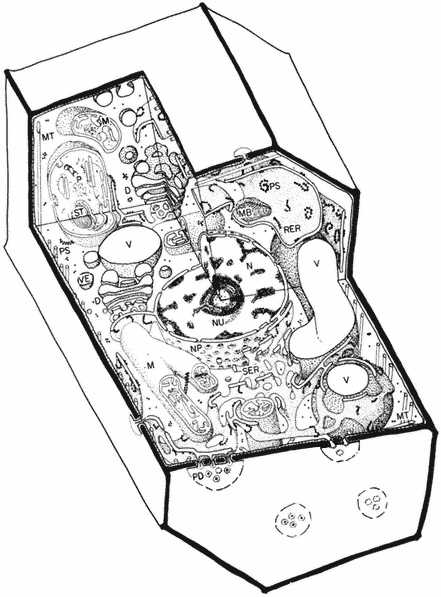 Plant Cell Coloring Worksheet with the Molecular Biology Of Plant Cells