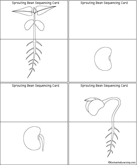 Plant Worksheets for Kindergarten as Well as Plant Crafts Enchantedlearning