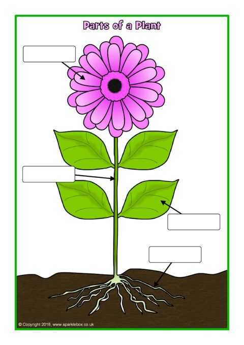 Plant Worksheets for Kindergarten as Well as Simple Parts Of A Plant Poster Worksheet Sb Sparklebox