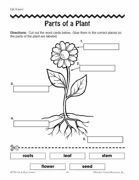 Plant Worksheets for Kindergarten or Parts Of Plants Worksheets