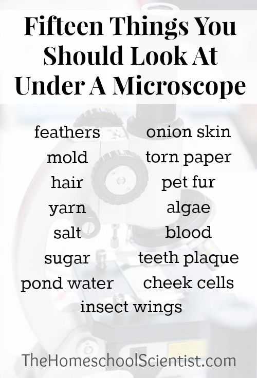Pond Water Microscope Lab Worksheet and 15 Things You Should Look at Under A Microscope