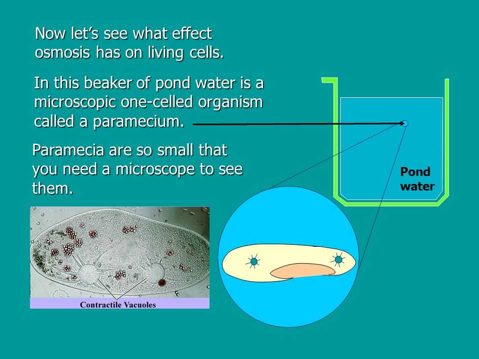 Pond Water Microscope Lab Worksheet as Well as Osmosis Ppt Video Online