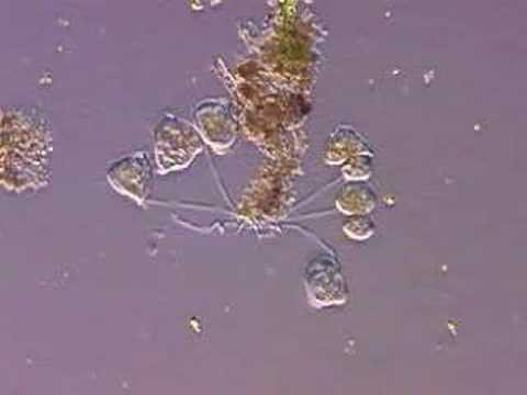 Pond Water Microscope Lab Worksheet together with A Magnificent Collection Of Videos Of the Diverse Microscopic Pond