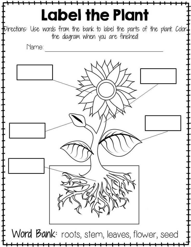 Post Harvest Care Of Cut Flowers Worksheet Answers Also Plant Labeling Worksheet Freebie Teach Your Students About the