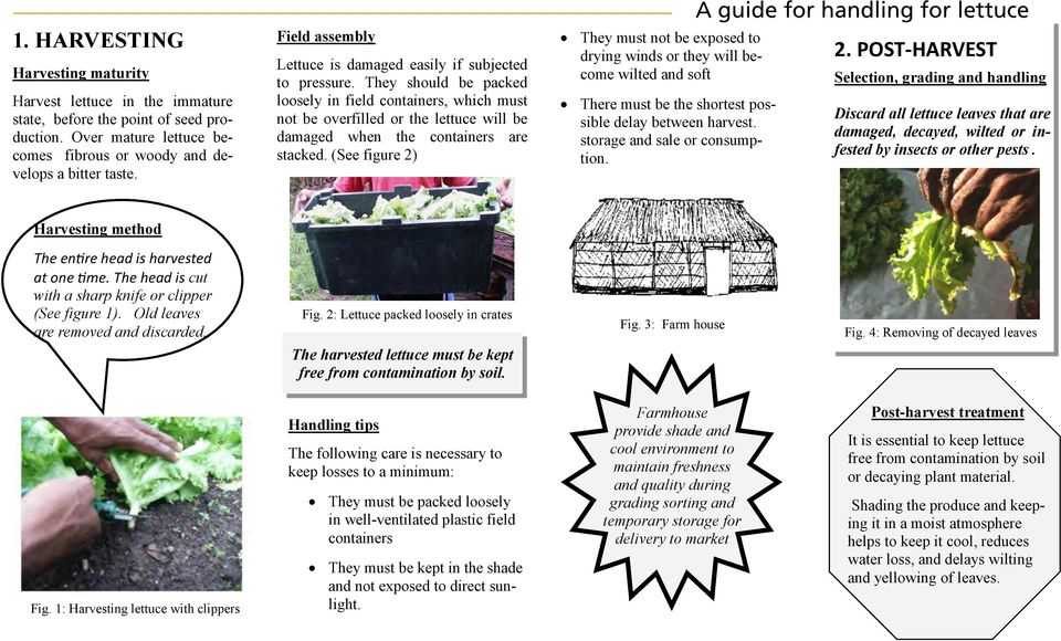 Post Harvest Care Of Cut Flowers Worksheet Answers as Well as A Guide for Handling for Cabbage Carrot Hot Pepper Lettuce Sweet