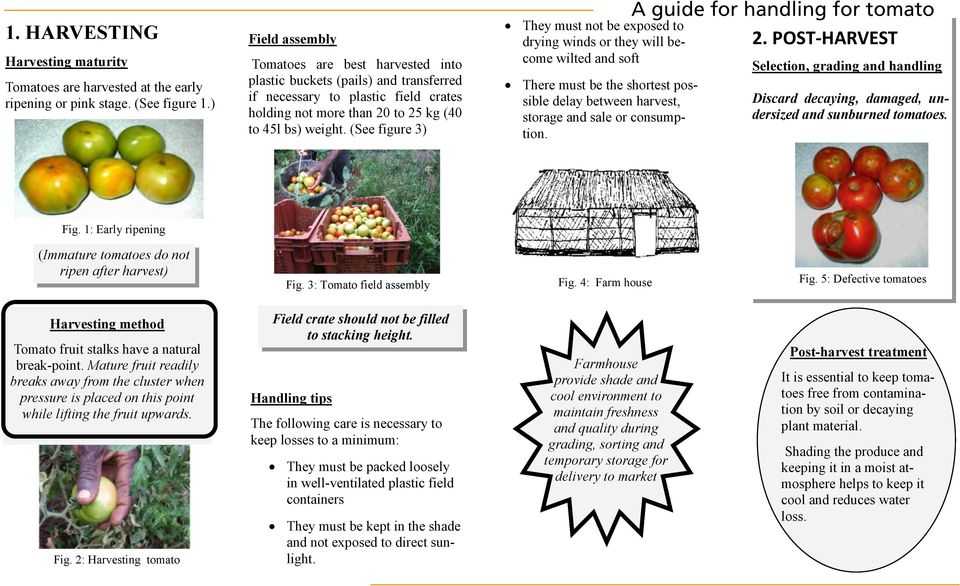 Post Harvest Care Of Cut Flowers Worksheet Answers or A Guide for Handling for Cabbage Carrot Hot Pepper Lettuce Sweet