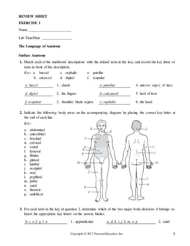 Pre Lab Activity Worksheet Answers or Fantastisch Anatomy and Physiology Lab Manual Zeitgenössisch