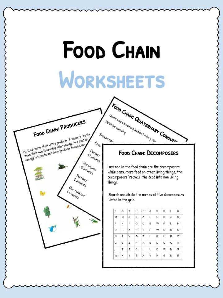Producer Consumer Decomposer Worksheet or Food Chain Worksheet