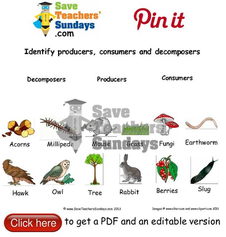 Producer Consumer Decomposer Worksheet with 23 Best Year 1 Animals Including Humans Lesson Plans Worksheets