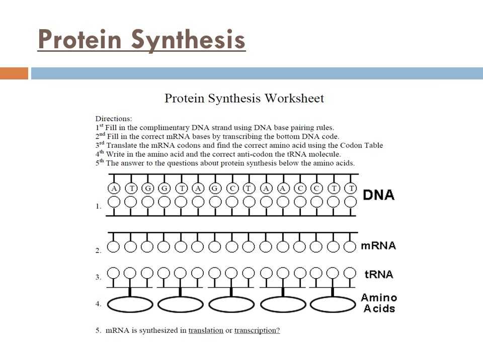 Protein Synthesis and Amino Acid Worksheet as Well as Worksheets 49 Unique Transcription and Translation Worksheet Answers