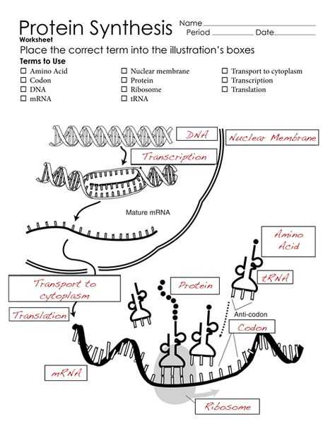 Protein Synthesis Worksheet Answers Also Worksheets 48 Re Mendations Protein Synthesis Worksheet Answers
