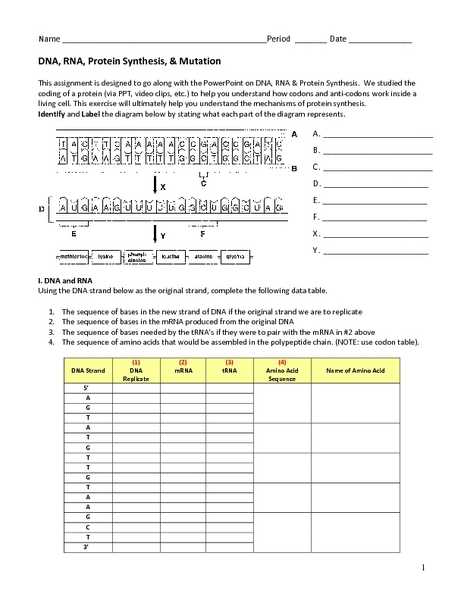 Protein Synthesis Worksheet Answers or Fresh Protein Synthesis Worksheet Answers Awesome Answering the
