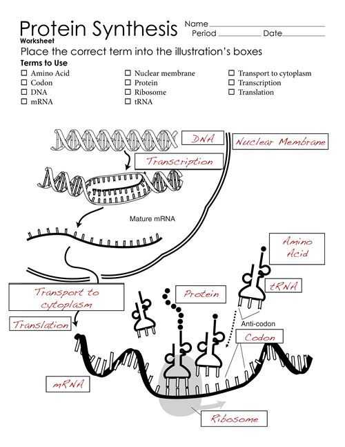 Protein Synthesis Worksheet as Well as 64 Best Cooking Up Chemical and Physical Changes Curriculum Images