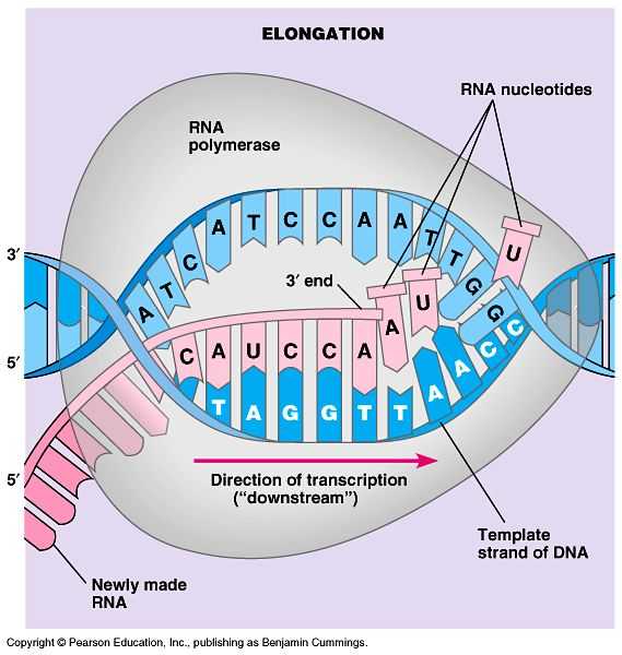 Protein Synthesis Worksheet or 283 Best Genetics & Genomics Images On Pinterest